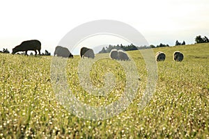 Herd of sheeps Ã¢â¬â Skudde